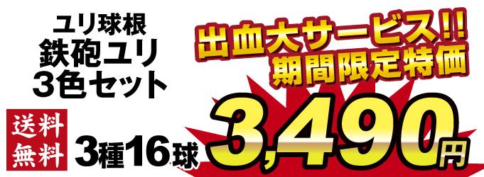 期間限定鉄砲ユリ3色セット価格