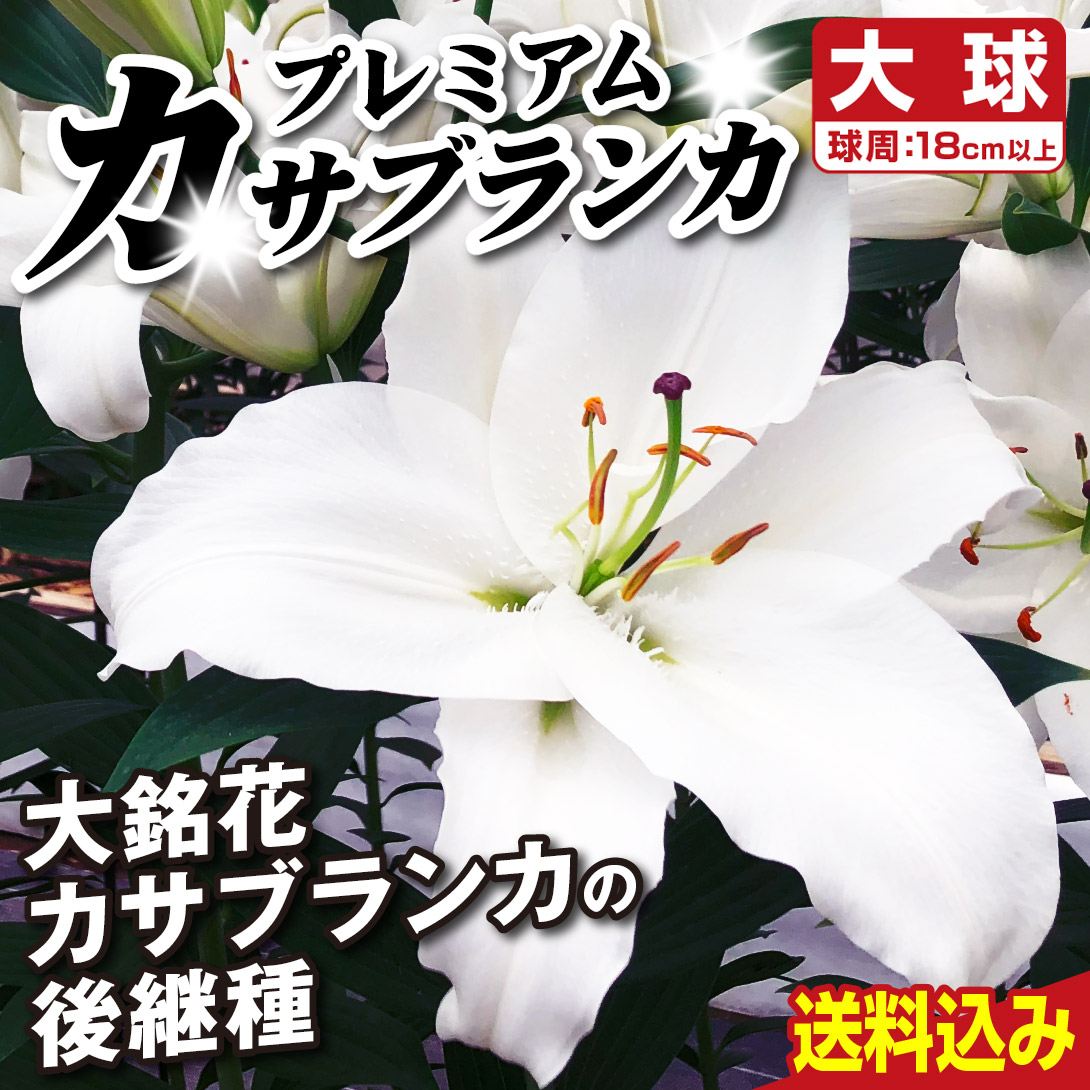 ［送料込み］ユリ 球根 花ユリ オリエンタルリリー 大球プレミアムカサブランカ (プレミアムブロンド) 16球
