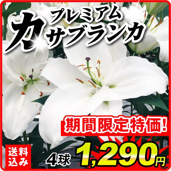 ［送料込み］ユリ 球根 花ユリ オリエンタルリリー 大球プレミアムカサブランカ (プレミアムブロンド) 4球