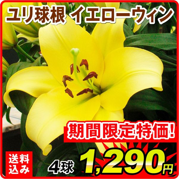 ［送料込み］ユリ 球根 花ユリ オリエンタルリリー 大球イエローウィン 4球