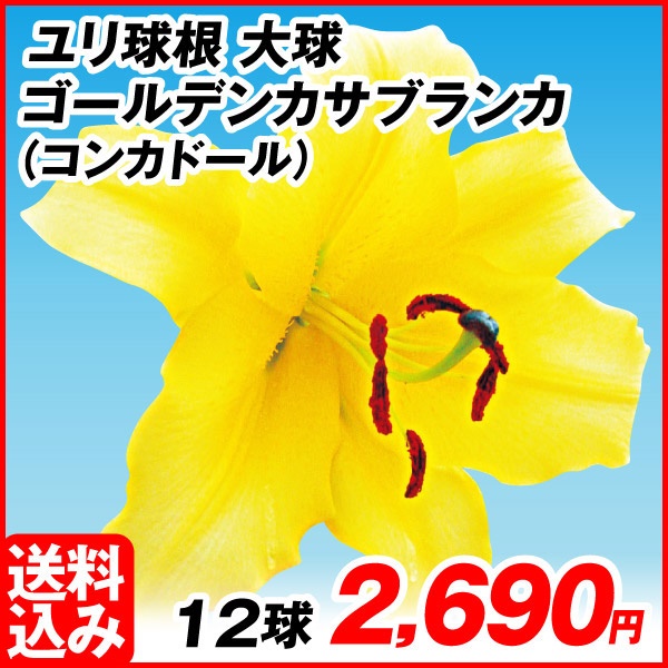 花ユリ 球根 大球 ゴールデンカサブランカ（コンカドール） 12球 [送料込み企画]