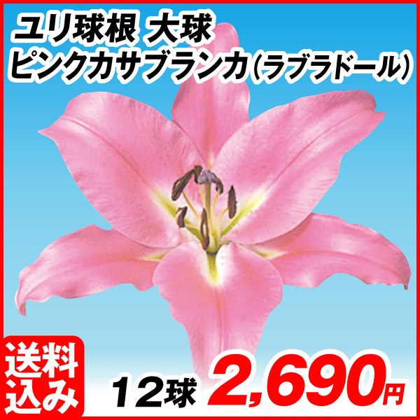 花ユリ 球根 大球 ピンクカサブランカ（ラブラドール） 12球 [送料込み企画]