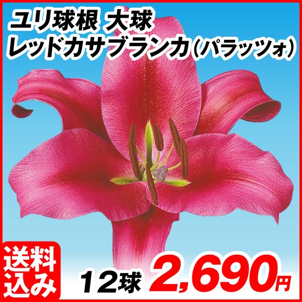 花ユリ 球根 大球 レッドカサブランカ（パラッツォ） 12球 [送料込み企画]