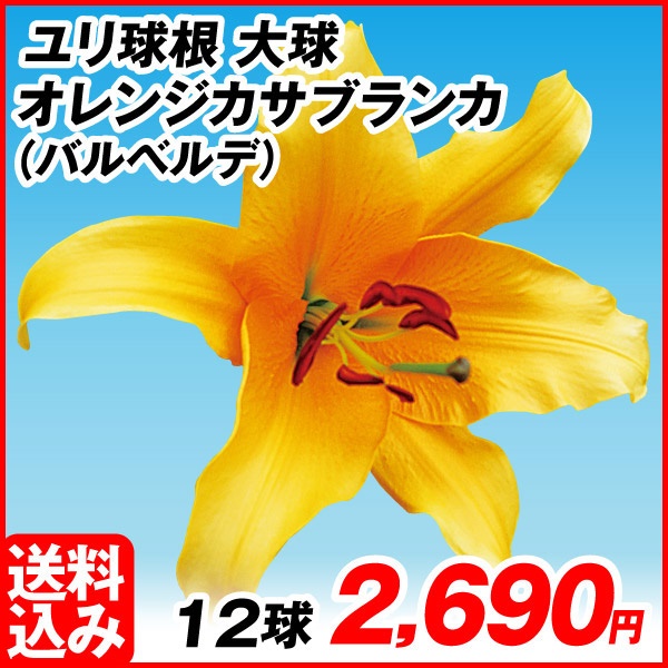 花ユリ 球根 大球 オレンジカサブランカ(バルベルデ) 12球 [送料込み企画]