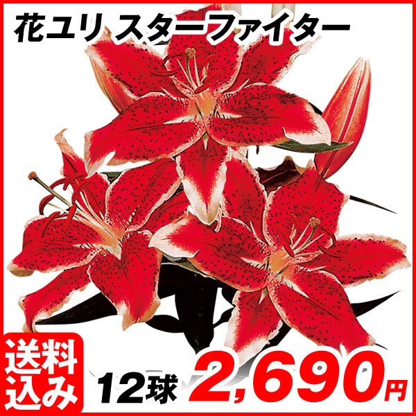 ユリ 球根 花ユリ スターファイター 12球 [送料込み企画]