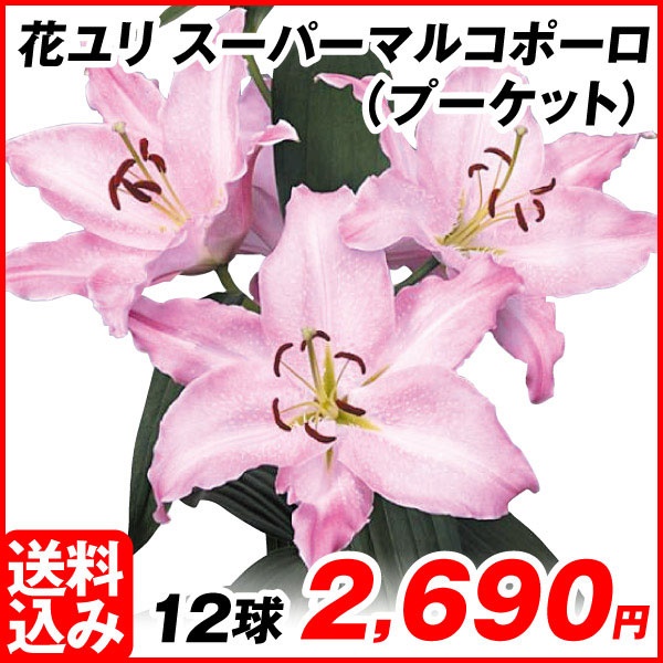 花ユリ 球根 スーパーマルコポーロ（プーケット） 12球 [送料込み企画]