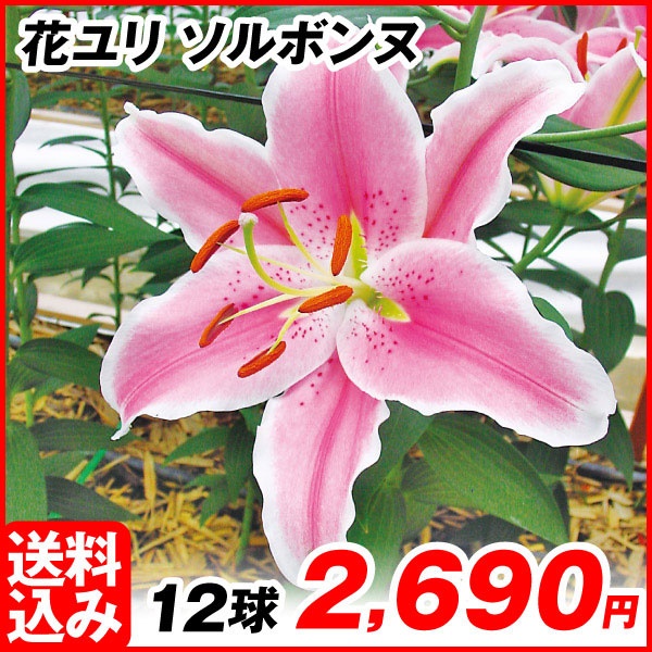 花ユリ 球根 ソルボンヌ 12球 [送料込み企画]