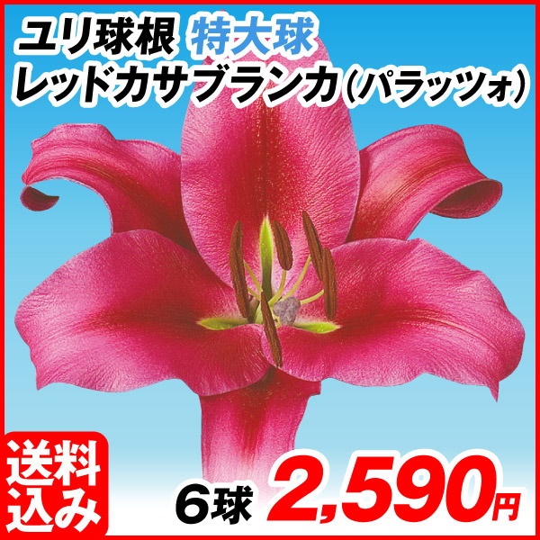 花ユリ 球根 特大球 レッドカサブランカ（パラッツォ） 6球 [送料込み企画]