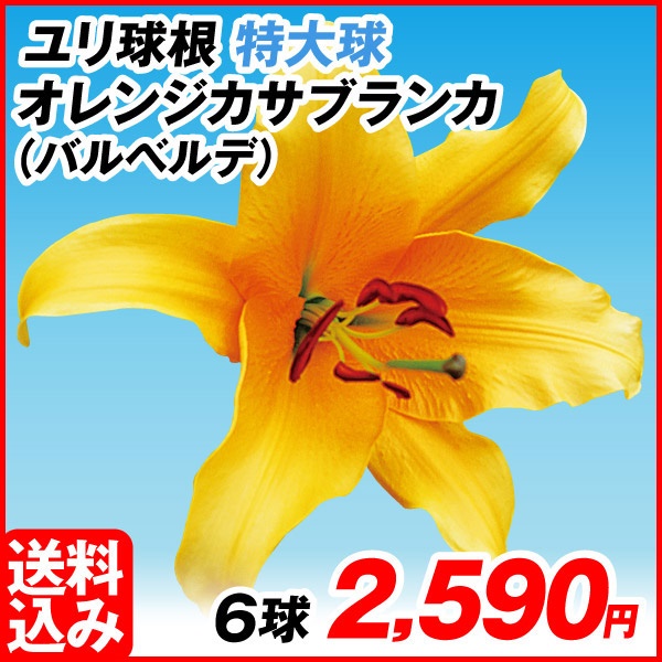花ユリ 球根 特大球 オレンジカサブランカ(バルベルデ) 6球 [送料込み企画]