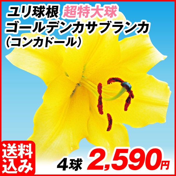 花ユリ 球根 超特大球 ゴールデンカサブランカ（コンカドール） 4球 [送料込み企画]