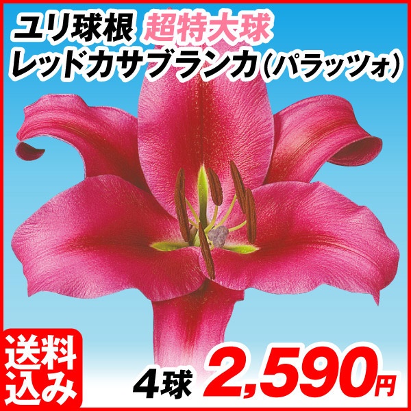 花ユリ 球根 超特大球 レッドカサブランカ（パラッツォ） 4球 [送料込み企画]