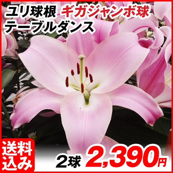花ユリ 球根 ギガジャンボ球テーブルダンス （球周30㎝以上） 2球 [送料込み企画]