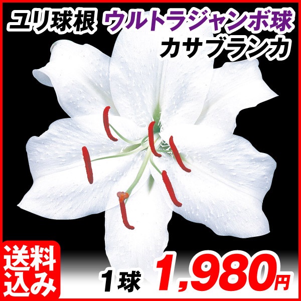 花ユリ 球根 ウルトラジャンボ球カサブランカ （球周35㎝以上） 1球 [送料込み企画]