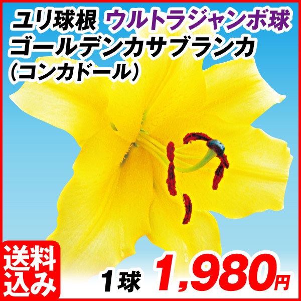 花ユリ 球根 ウルトラジャンボ球ゴールデンカサブランカ （球周35㎝以上） 1球 [送料込み企画]