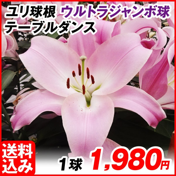 花ユリ 球根 ウルトラジャンボ球テーブルダンス （球周35㎝以上） 1球 [送料込み企画]
