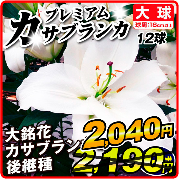大球プレミアムカサブランカ