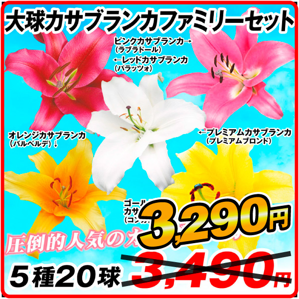 大球カサブランカファミリーセット
