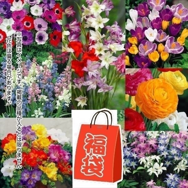 秋植え球根 秋植え球根お楽しみ福袋 40球以上 (4品種以上・品種見計らい名称付)