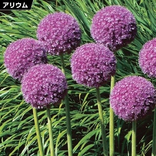 秋植え球根 アリウム ギガンチューム(大輪) 3片