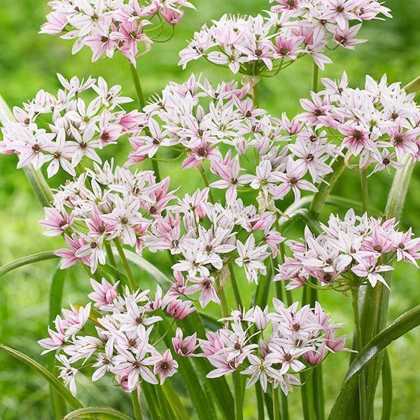秋植え球根 アリウム カメレオン (小輪) 10球