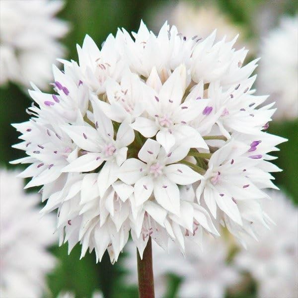 秋植え球根 アリウム グレースフルビューティ (小輪) 10球