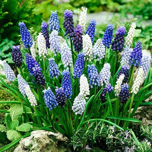 秋植え球根 ムスカリ 4種ミックス (花色見計らい) 20球
