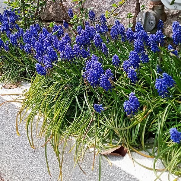 秋植え球根 ムスカリ アルメニアカム 10球