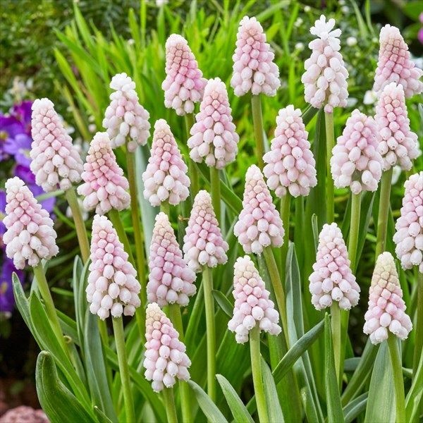 秋植え球根 ムスカリ ピンクサンライズ 5球