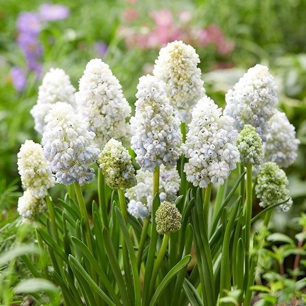 秋植え球根 ムスカリ ダブルビューティ 5球