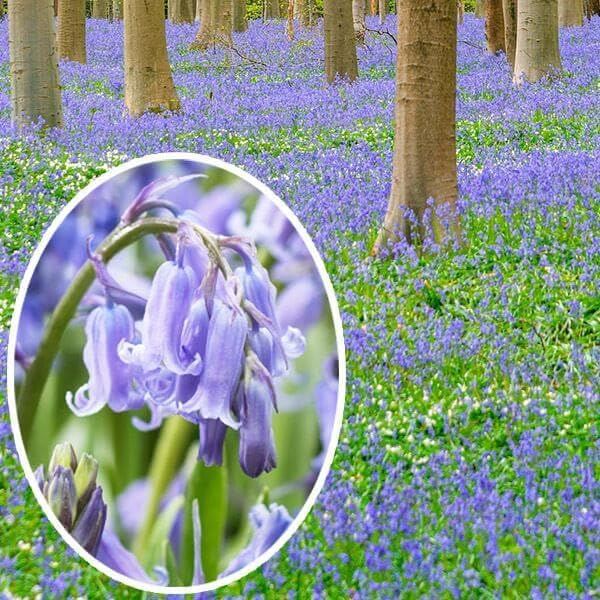 秋植え球根 ヒヤシンソイデス イングリッシュブルーベル 10球