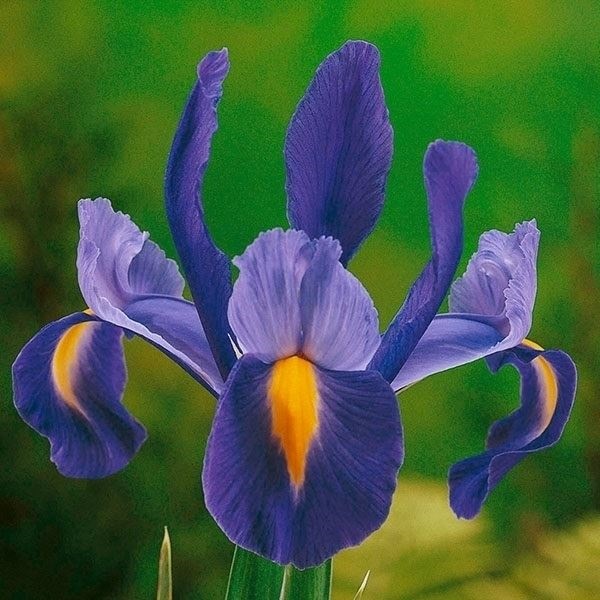 秋植え球根 ダッチアイリス 紫花 ブルーマジック 10球