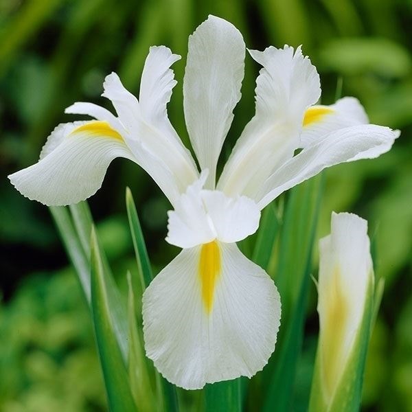 秋植え球根 ダッチアイリス 白花 ホワイトマジック 10球