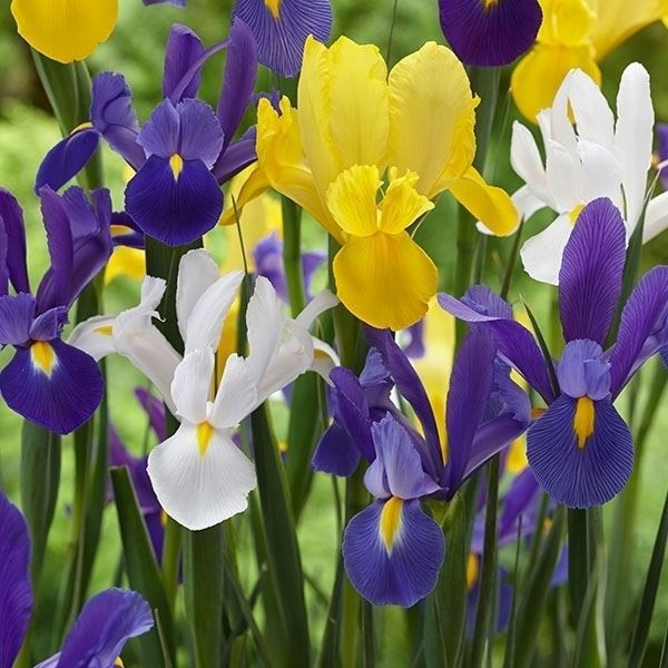 秋植え球根 ダッチアイリス 3色セット 3色30球 (各10球)