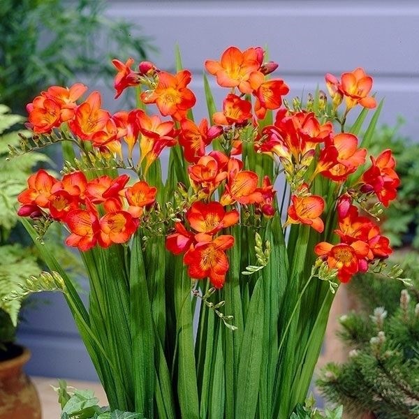 秋植え球根 フリージア シングル咲 赤花 4球