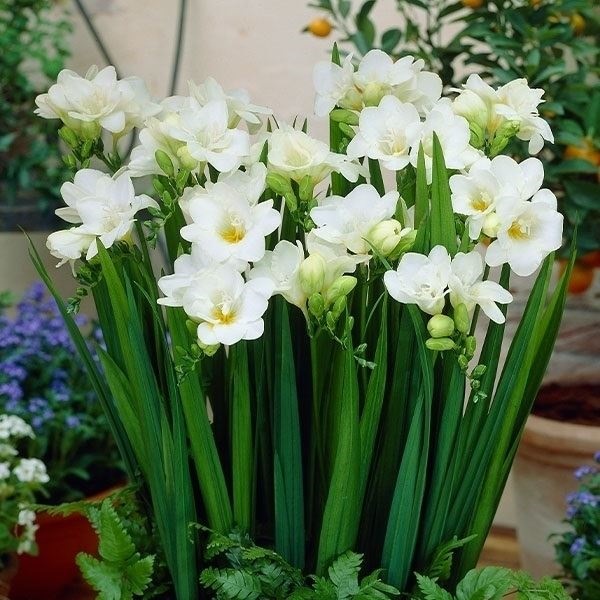 秋植え球根 フリージア シングル咲 白花 4球