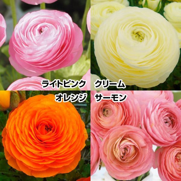 秋植え球根 ラナンキュラス エレガンスセット 4種20球 (各5球)