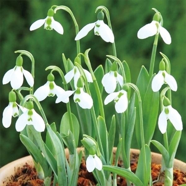 秋植え球根 スノードロップ (ガランサス) エルウィシー 10球