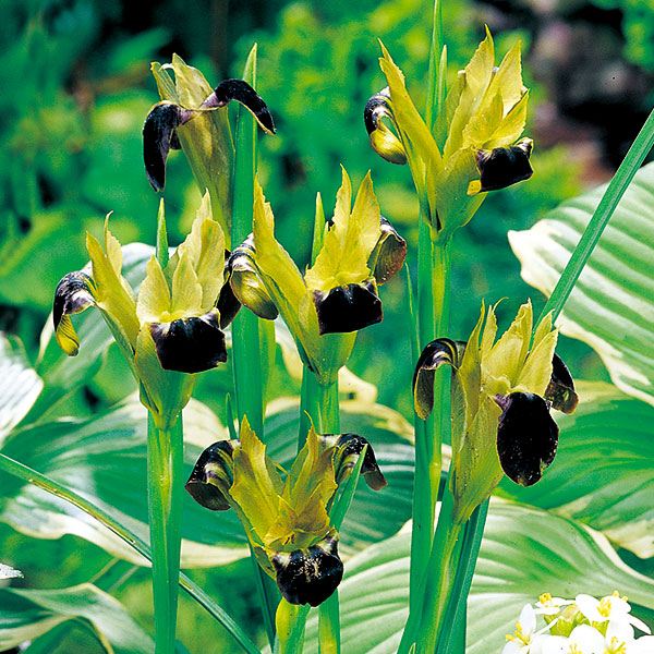 秋植え球根 ヘルモダクチラス チューベローザスインペラータ 10球