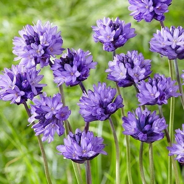 秋植え球根 ディケロステンマ コンゲスタム 10球