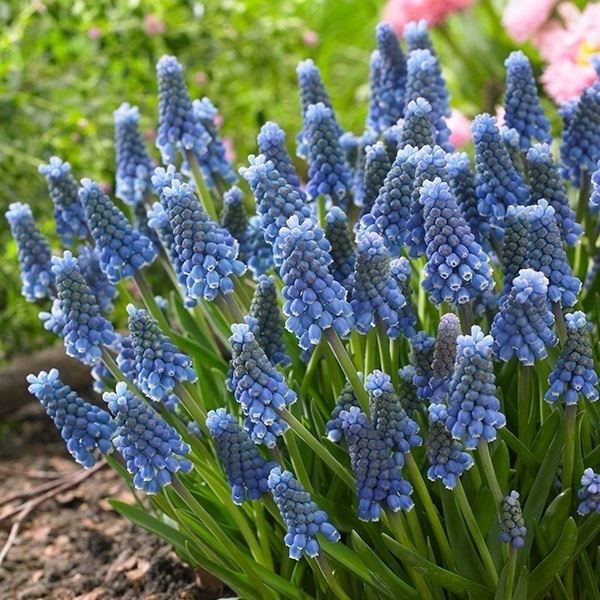 秋植え球根 ムスカリ ブルーマジック 20球