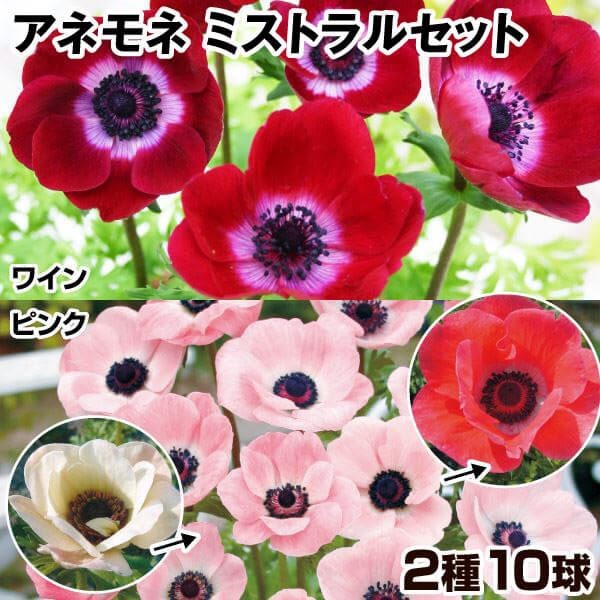 秋植え球根 アネモネ ミストラルセット 2種10球 (各5球)