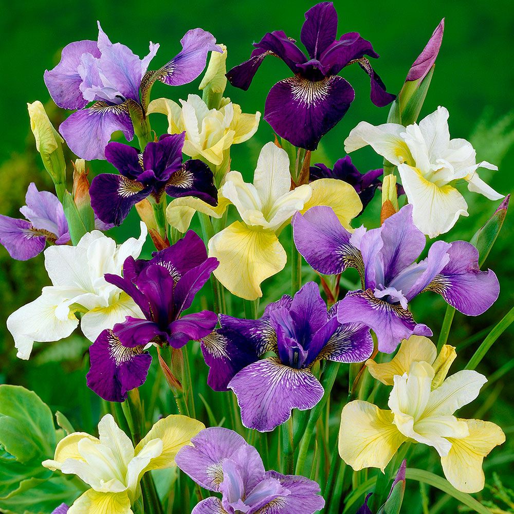 花苗 カラフルシベリアアヤメセット 無選別