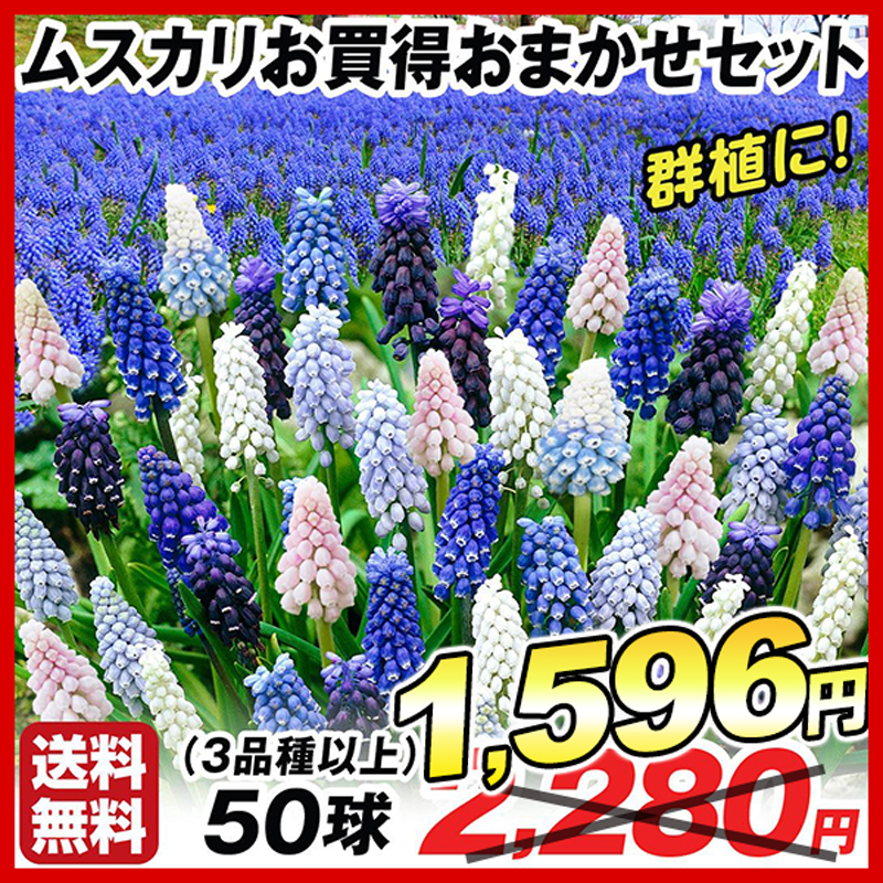 秋植え球根 ムスカリ お買得おまかせセット 在庫処分 （3品種以上） 50球 送料無料