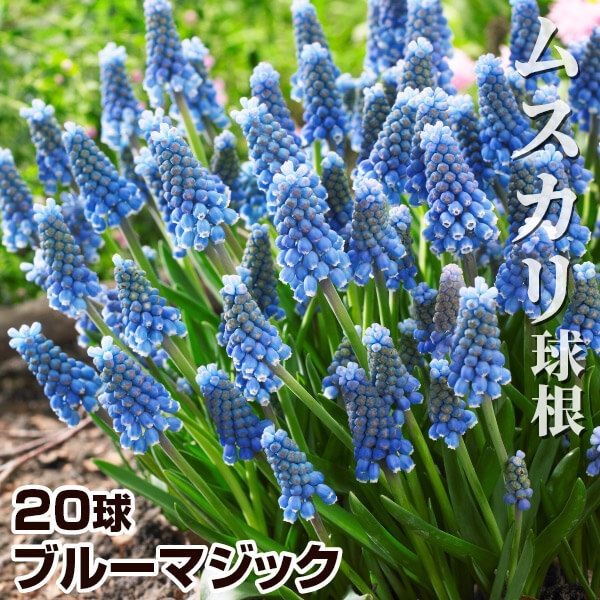 秋植え球根 ムスカリ ブルーマジック 20球 在庫処分