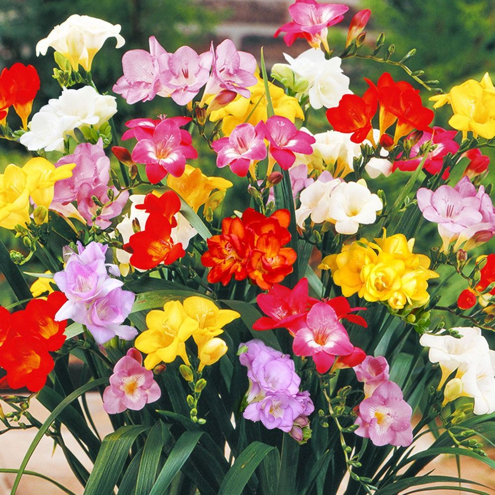 秋植え球根 フリージアガチャ 在庫処分 (無選別・名称なし) 40球  [送料込み]