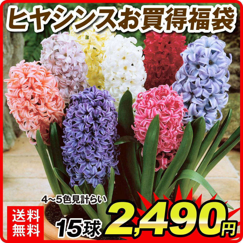 秋植え球根 ヒヤシンスお買得福袋 15球 (4～5色見計らい・名称付） 送料無料