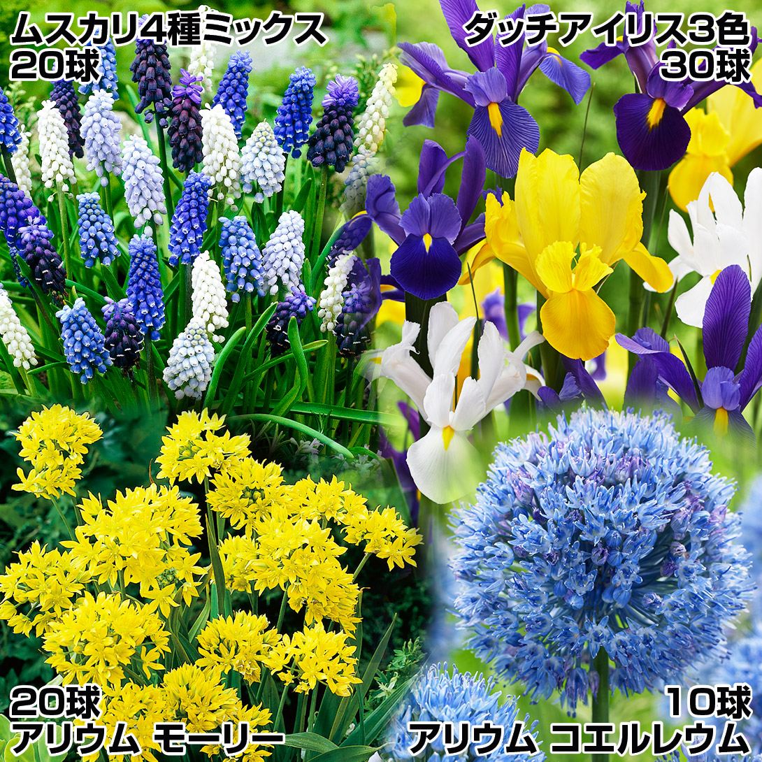 秋植え球根 人気の秋植え球根Aセット 3種1組 送料無料