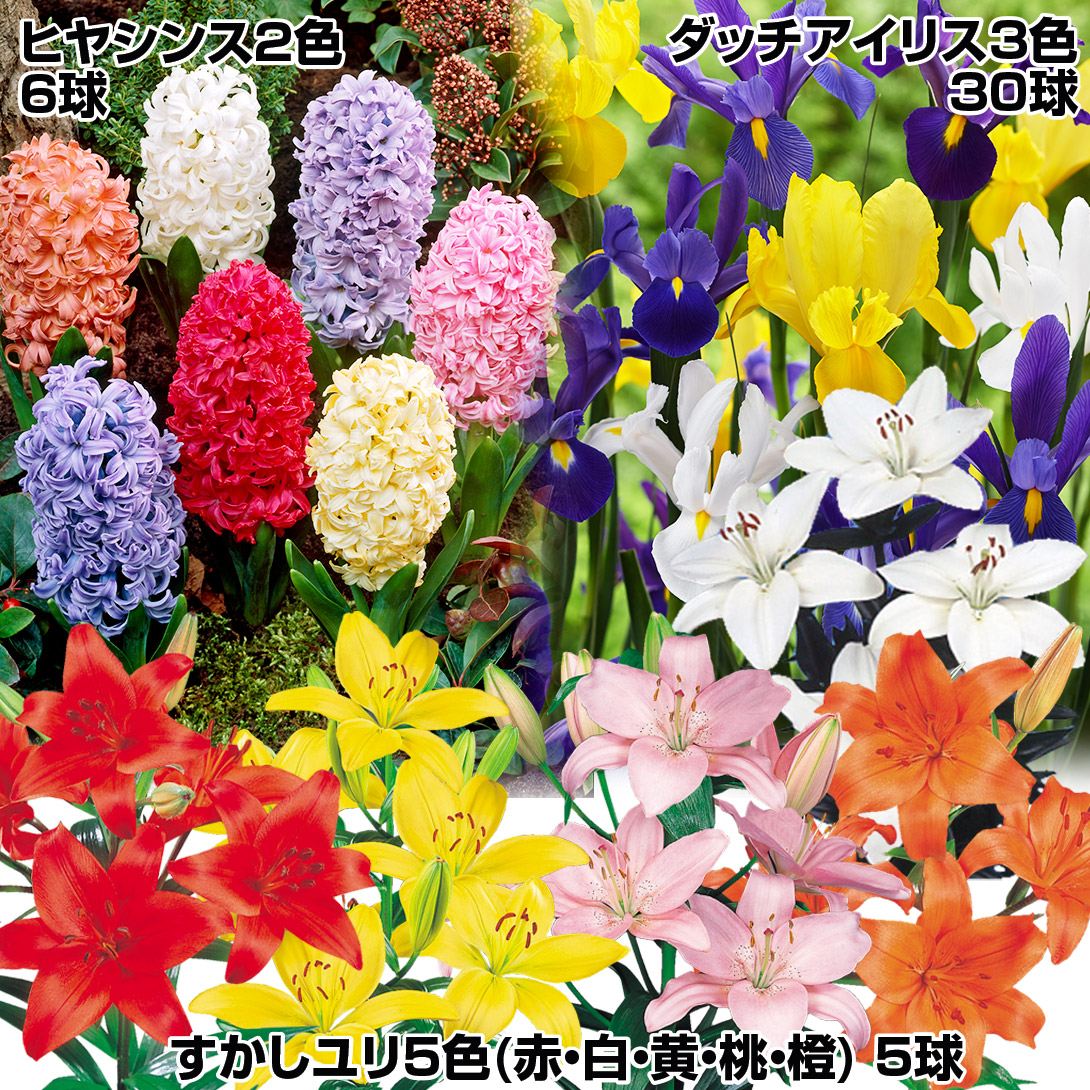 秋植え球根 人気の秋植え球根Bセット 3種1組 送料無料