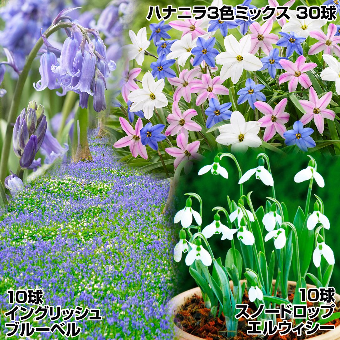 秋植え球根 人気の秋植え球根Cセット 3種1組 送料無料