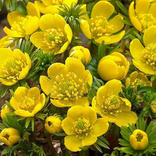 [メール便配送] 秋植え球根 黄花節分草 (エランティス) シリシカ